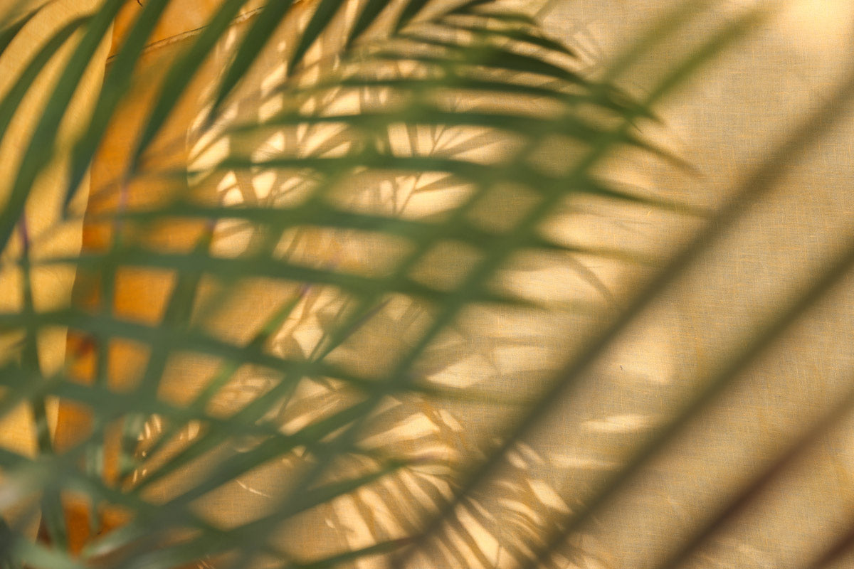 koho-palmen-moddbild